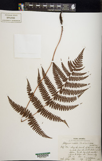 Athyrium vidalii image