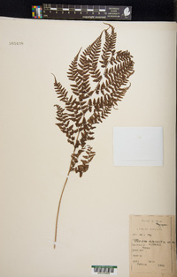 Athyrium vidalii image