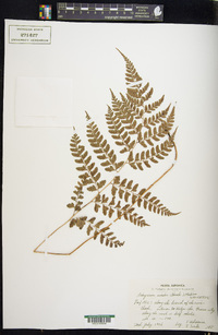 Athyrium wardii image