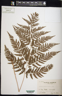 Athyrium vidalii image