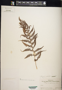 Athyrium yokoscense image