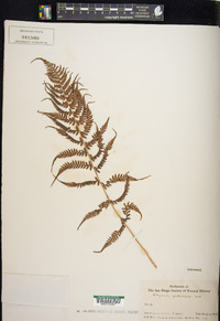 Athyrium yokoscense image