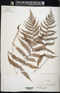 Athyrium yokoscense image