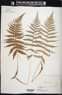 Athyrium yokoscense image