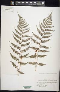 Athyrium yokoscense image