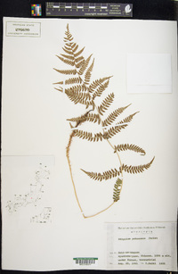 Athyrium yokoscense image