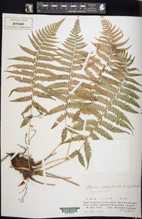 Athyrium yokoscense image