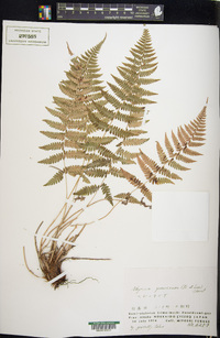 Athyrium yokoscense image