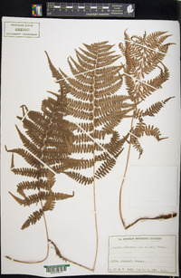 Athyrium yokoscense image