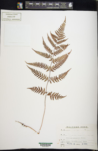 Athyrium yokoscense image