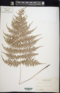 Athyrium yokoscense image