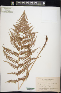 Athyrium yokoscense image