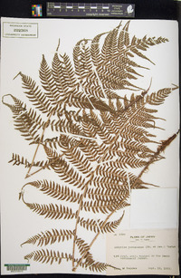 Athyrium yokoscense image