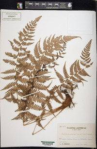 Athyrium yokoscense image