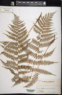 Athyrium yokoscense image