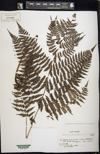 Cornopteris crenulatoserrulata image