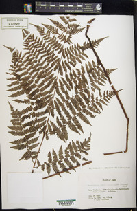 Cornopteris crenulatoserrulata image