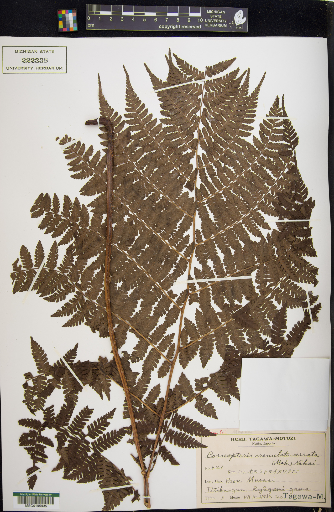 Cornopteris crenulatoserrulata image