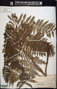 Cornopteris crenulatoserrulata image