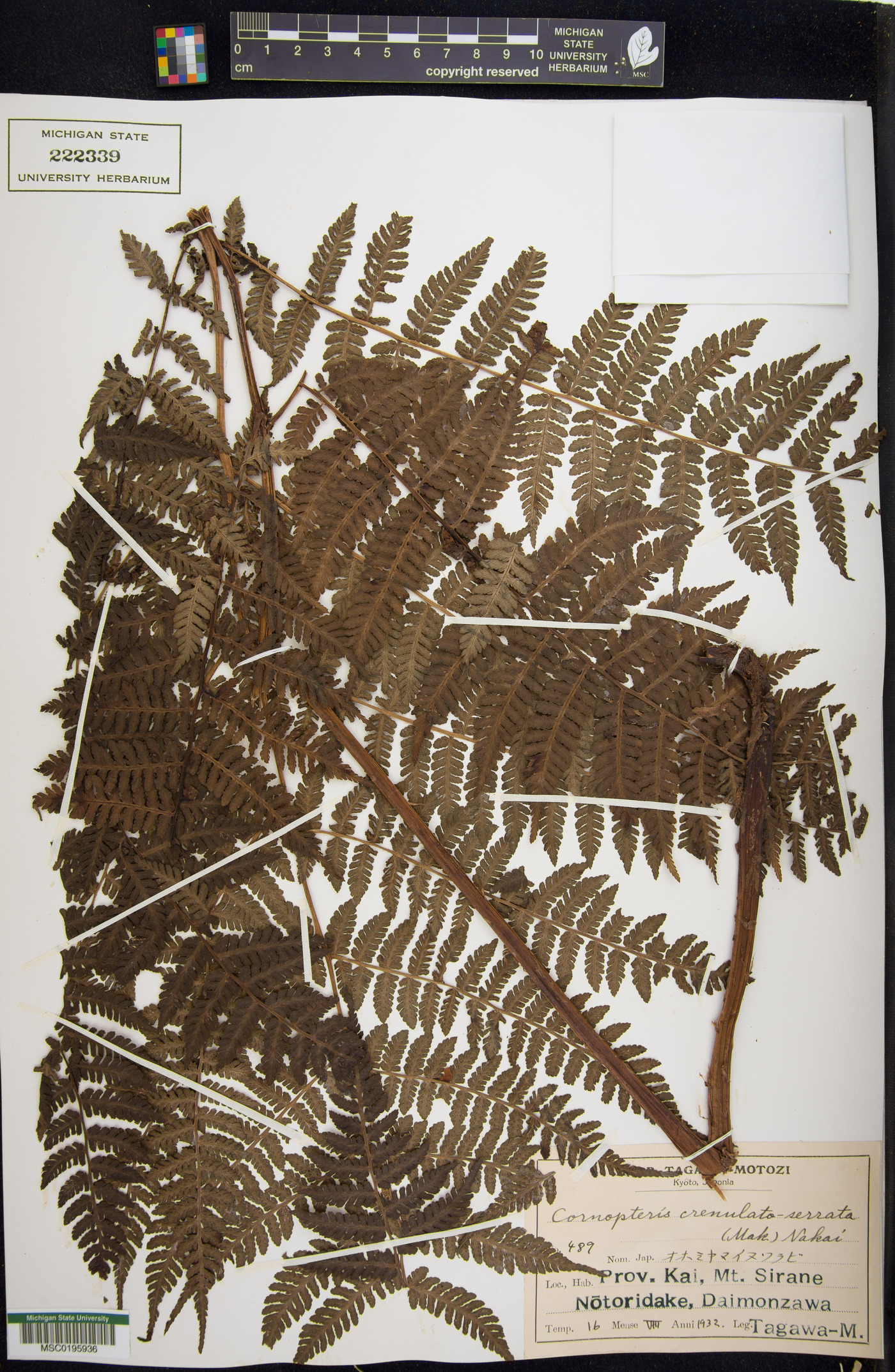 Cornopteris crenulatoserrulata image