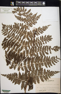 Cornopteris crenulatoserrulata image