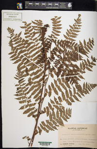 Cornopteris crenulatoserrulata image