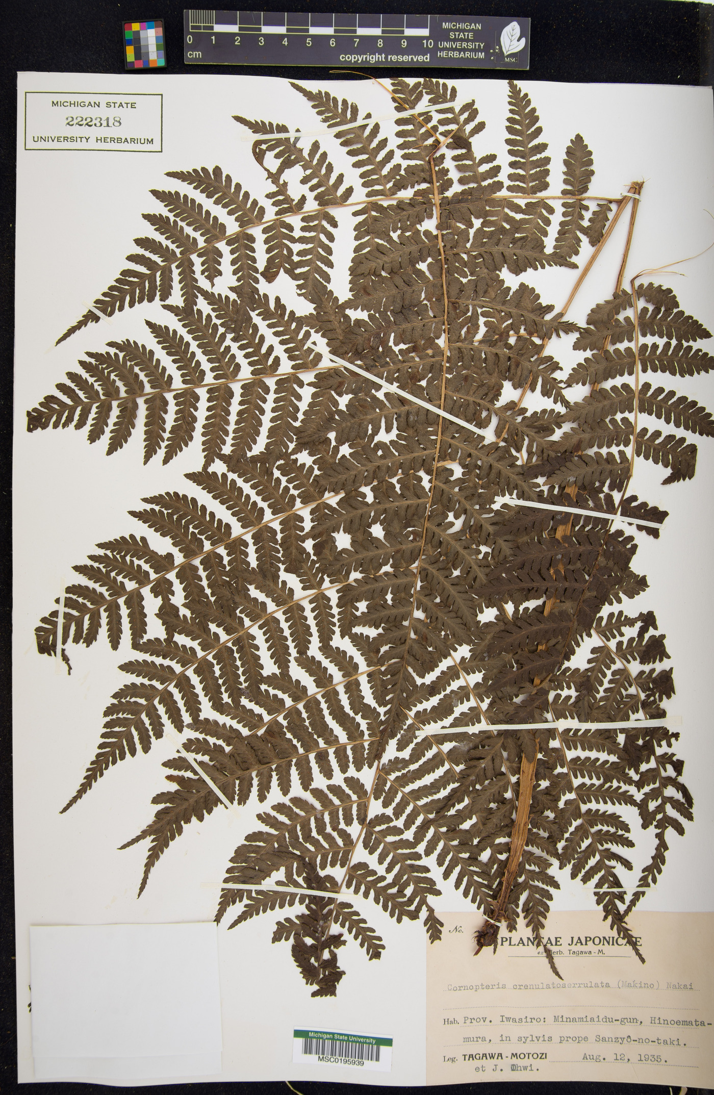 Cornopteris image