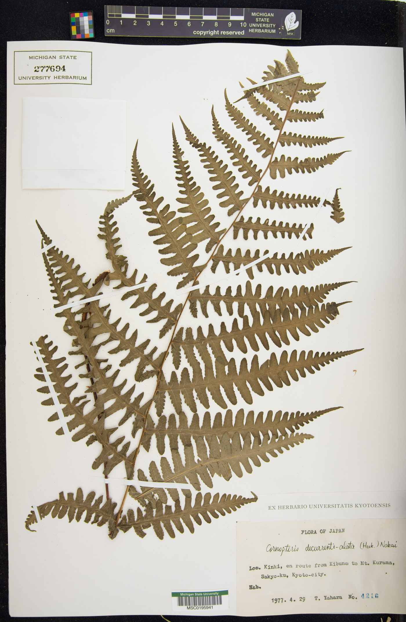 Cornopteris decurrentialata image