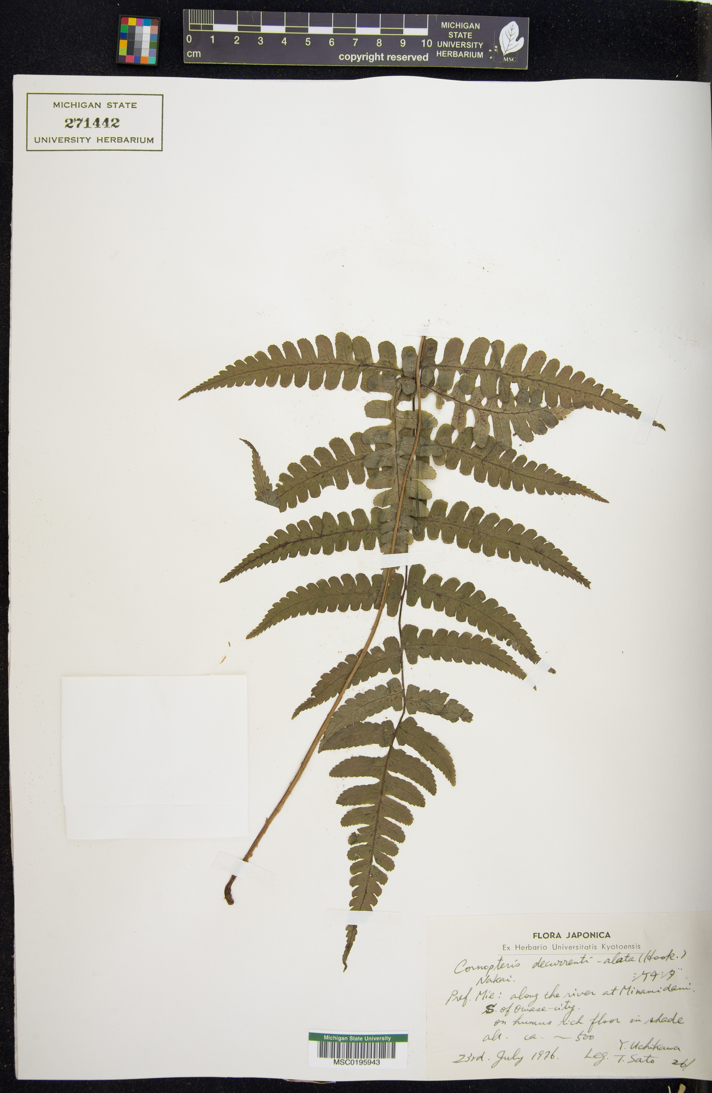 Cornopteris decurrentialata image