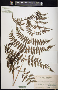 Cornopteris banajaoensis image