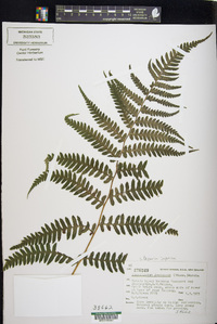 Deparia japonica image