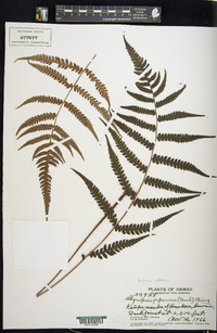 Deparia japonica image