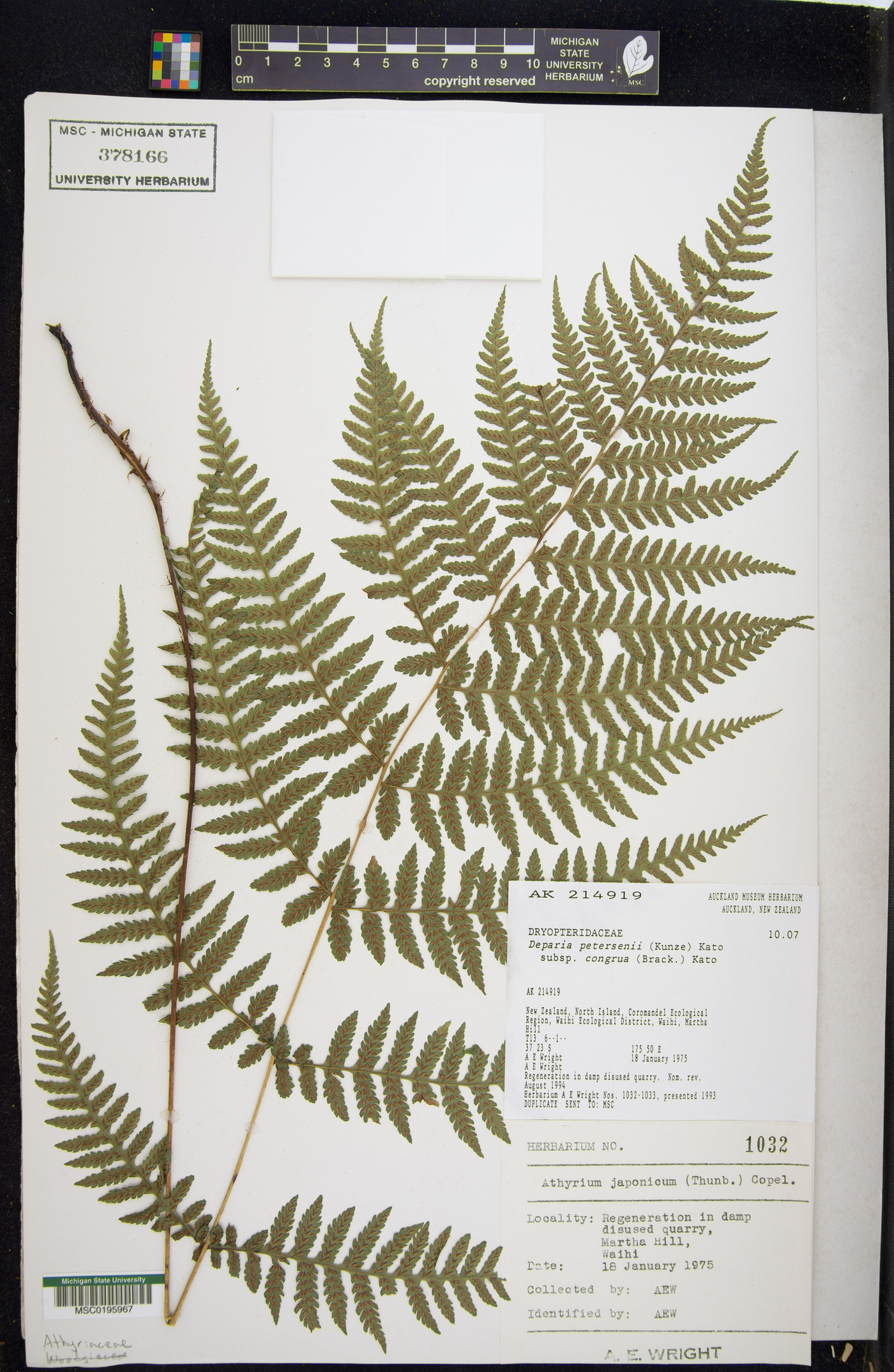 Deparia petersenii subsp. congrua image