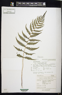 Deparia petersenii subsp. congrua image