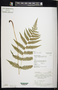 Deparia petersenii subsp. congrua image
