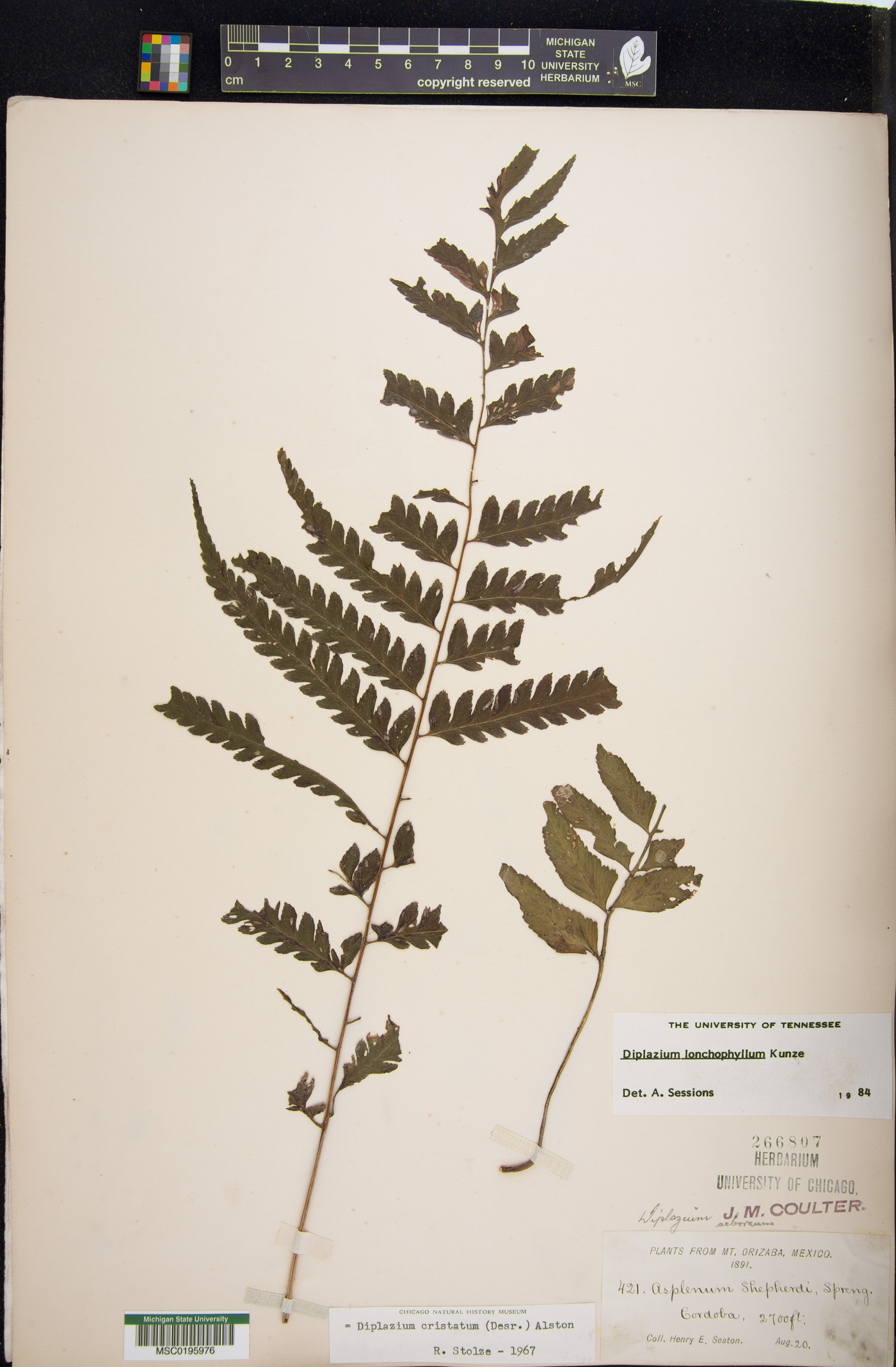 Diplazium lonchophyllum image