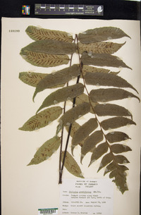 Diplazium grandifolium image