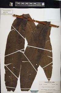 Diplazium marginatum image