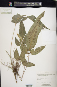 Diplazium plantaginifolium image