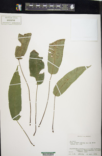 Diplazium plantaginifolium image