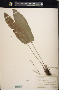 Diplazium plantaginifolium image