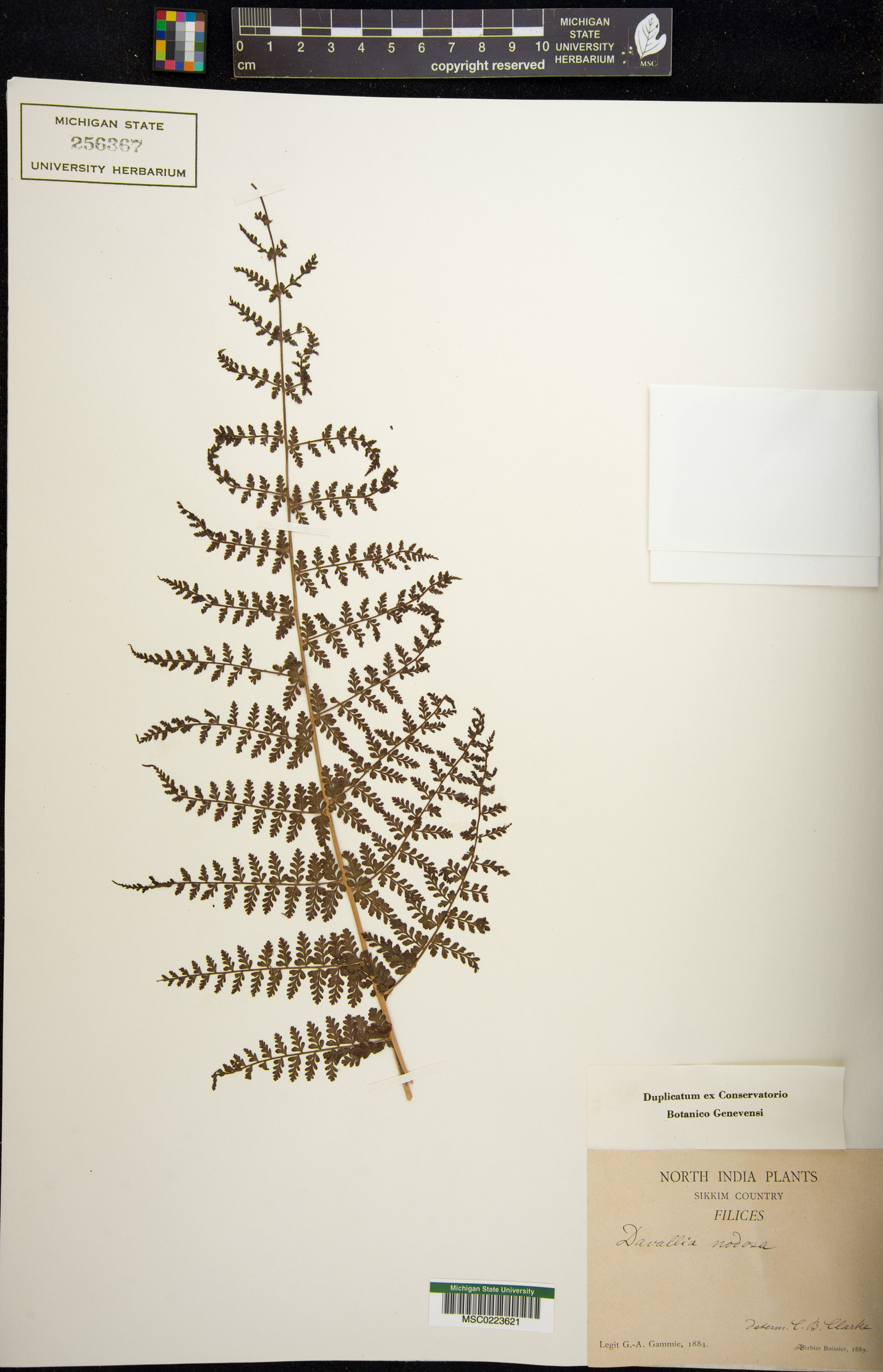 Dryopteris nodosa image