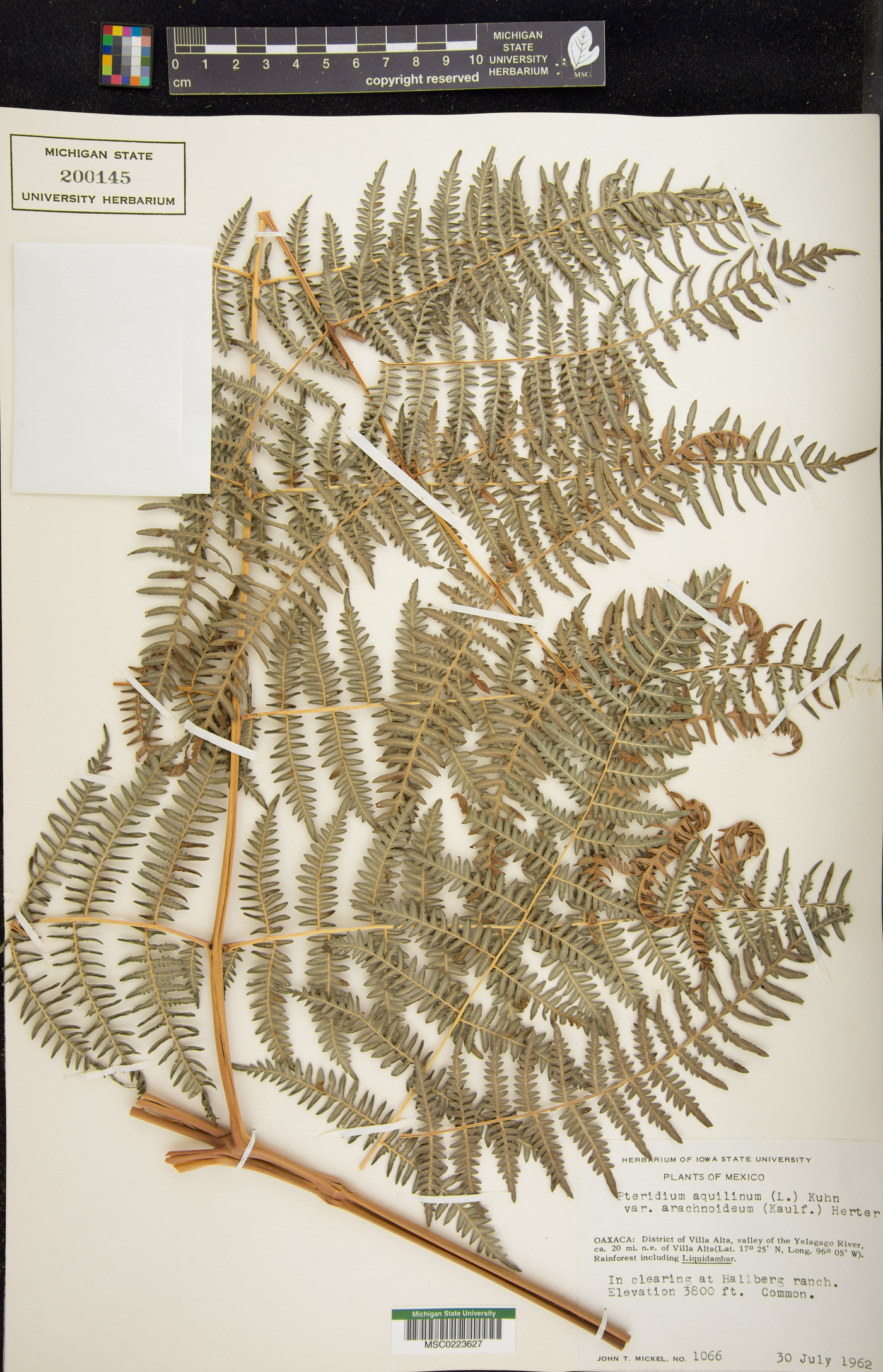 Pteridium arachnoideum subsp. arachnoideum image