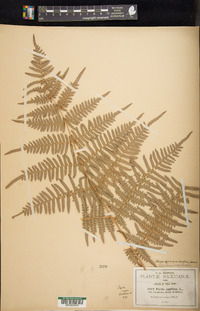 Pteridium caudatum image