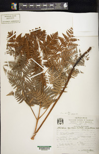 Pteridium aquilinum var. pubescens image