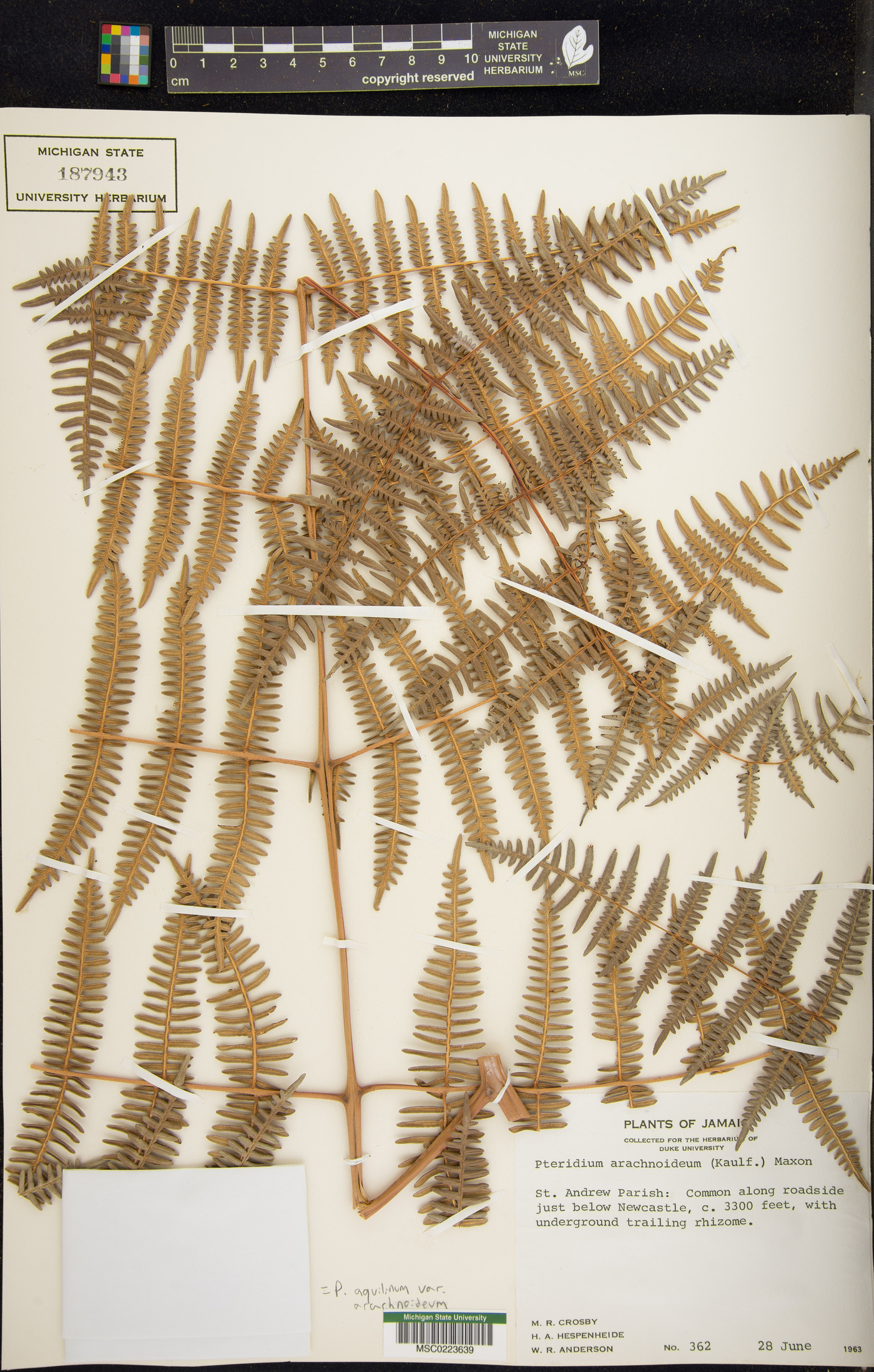 Pteridium arachnoideum subsp. arachnoideum image