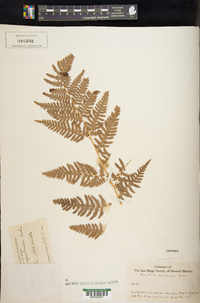 Pteridium aquilinum var. aquilinum image