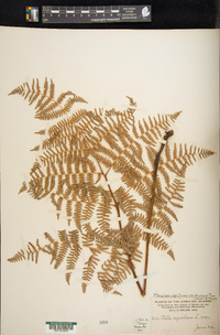Pteridium aquilinum subsp. decompositum image