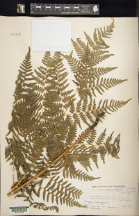 Pteridium aquilinum var. latiusculum image