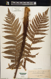 Dicksonia baudouinii image